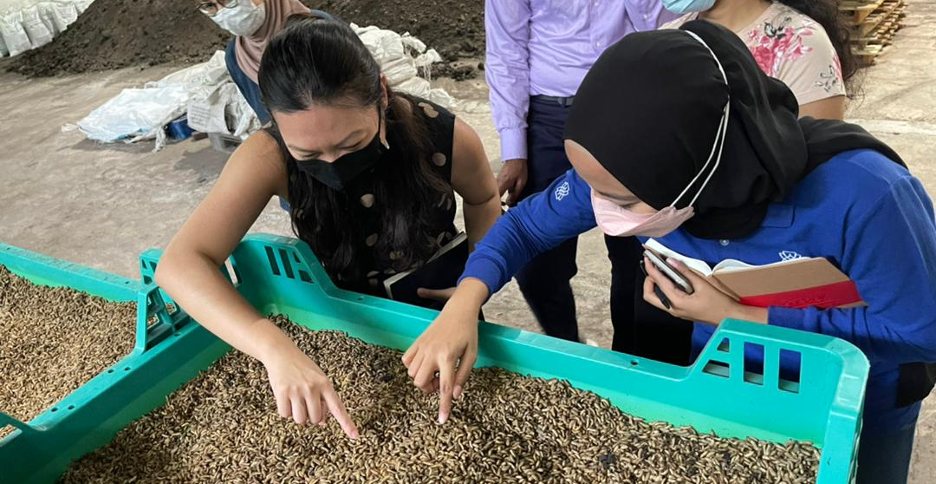 Two women wearing face masks sort through rice in a large container.